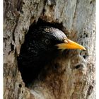 - Star in seiner Bruthöhle - ( Sturnus vulgaris )