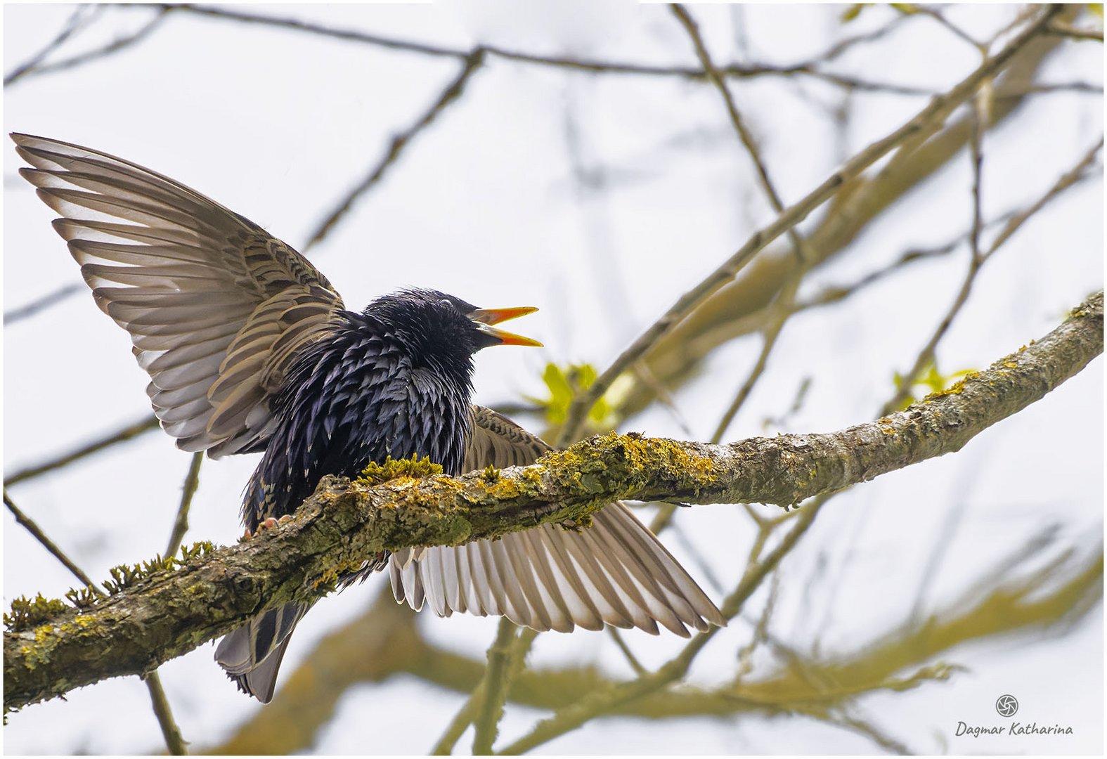 Star Jungvogel