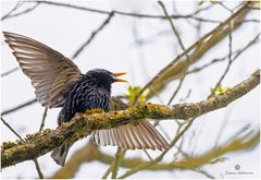 Star Jungvogel