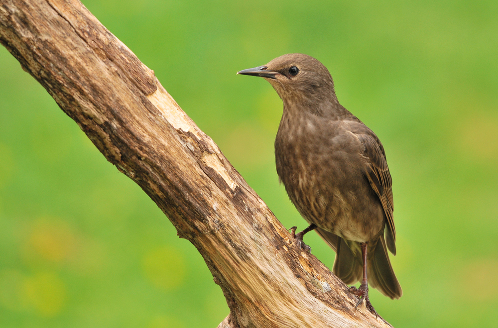 Star Jungvogel