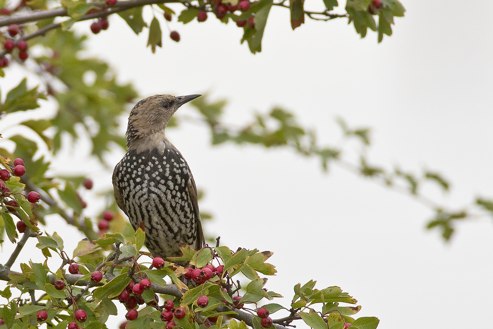 Star, Jungvogel in der Mauser