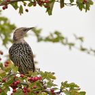 Star, Jungvogel in der Mauser