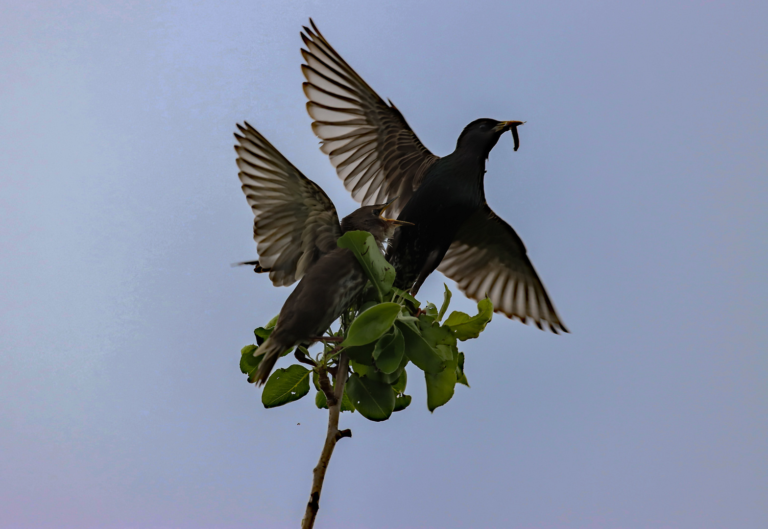 Star lockt Jungvogel