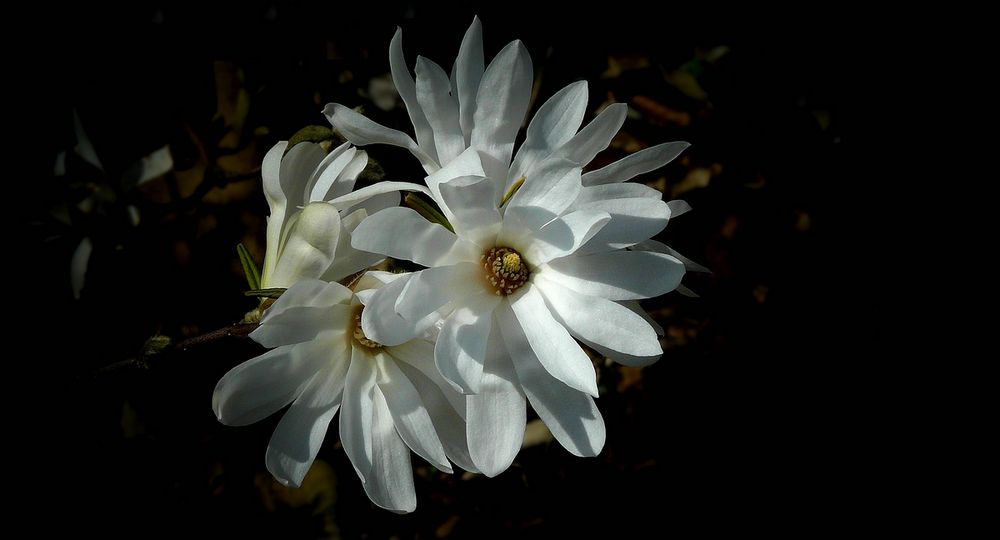 Star Magnolia