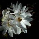 Star Magnolia