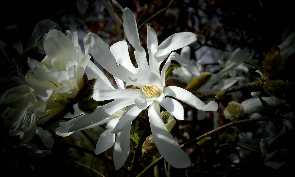 Star Magnolia 