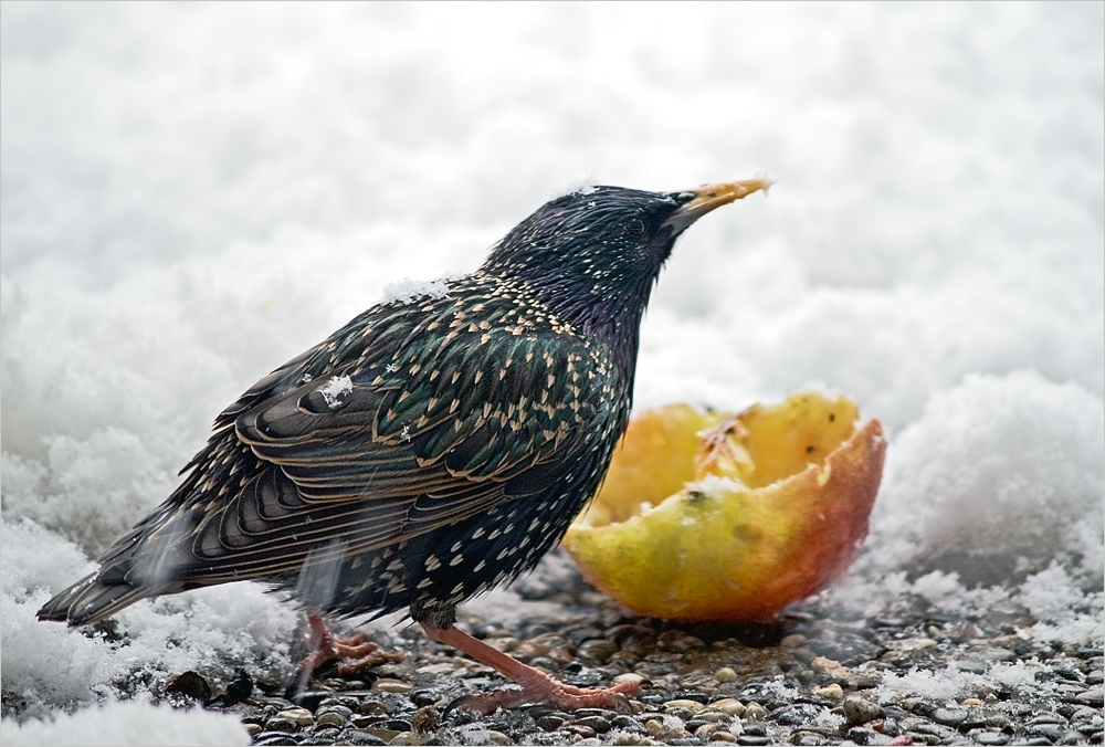 Star mit Apfel