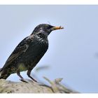 - Star mit Beute für den Nachwuchs - ( Sturnus vulgaris )