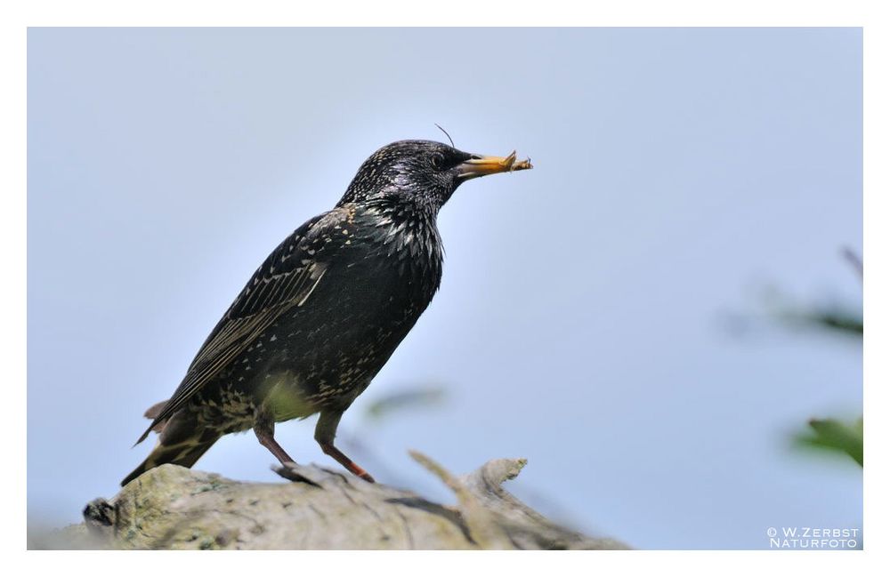 - Star mit Beute für den Nachwuchs - ( Sturnus vulgaris )