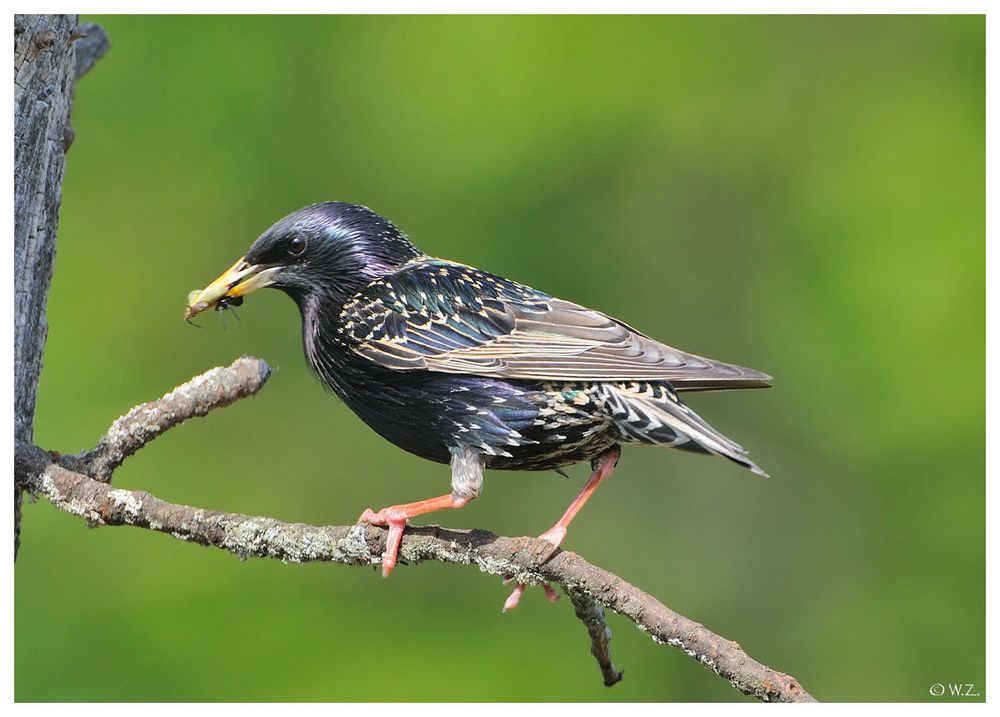 --- Star mit Futter für den Nachwuchs---- ( Sturnus vulgaris )