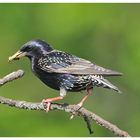 --- Star mit Futter für den Nachwuchs---- ( Sturnus vulgaris )