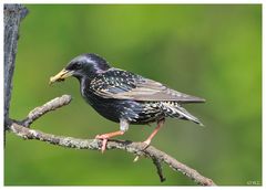 --- Star mit Futter für den Nachwuchs---- ( Sturnus vulgaris )