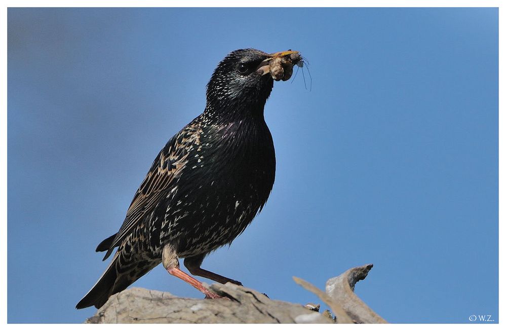 ---- Star mit Futter ---- ( Sturnus vulgaris )