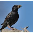 ---- Star mit Futter ---- ( Sturnus vulgaris )