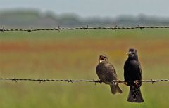 Star mit Jungvogel als Zaungast