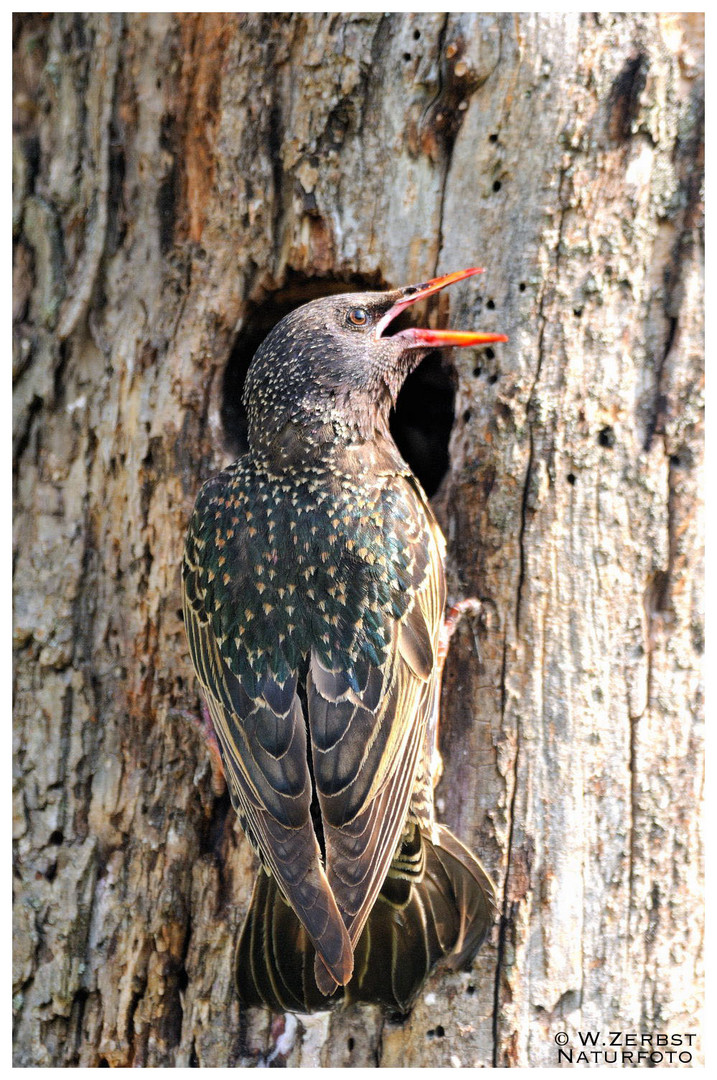 - Star mit rotem Schnabel - ( Sturnus vulgaris )