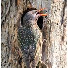 - Star mit rotem Schnabel - ( Sturnus vulgaris )