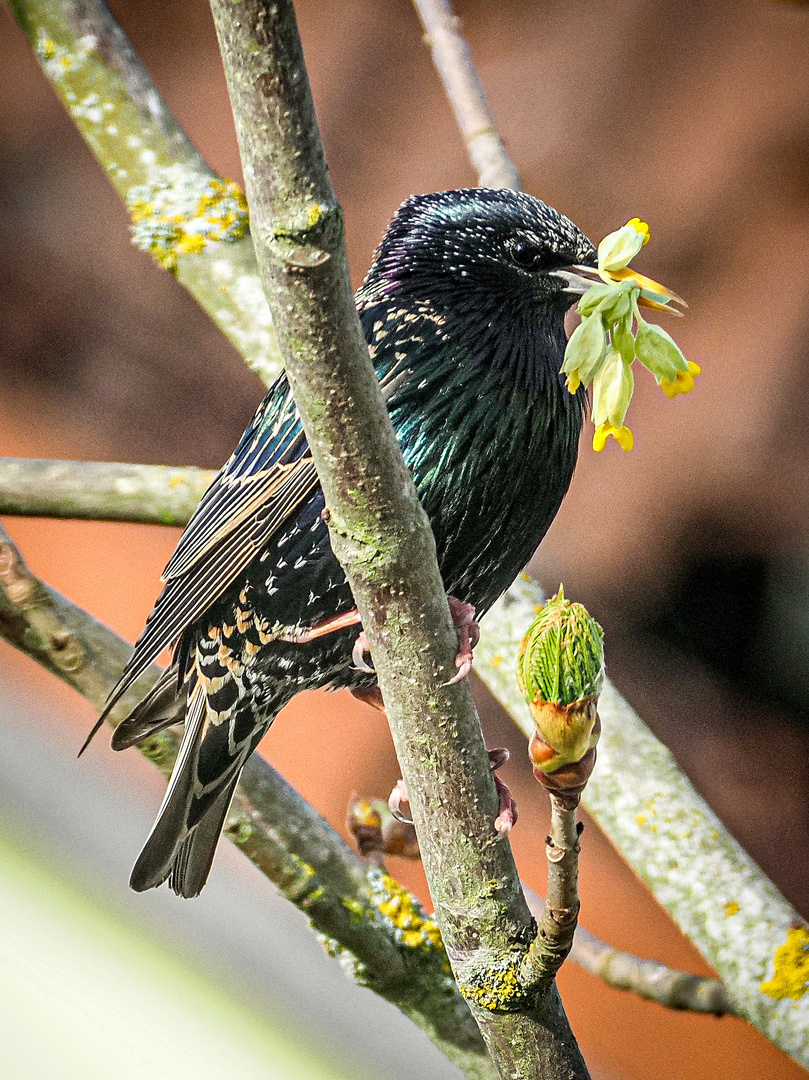 Star mit Schlüsselblümchen für die Liebste