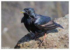 - Star nach dem Baden -  ( Sturnus vulgaris )