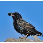 ---- Star nach erfolgreicher Futtersuche ---- ( Sturnus vulgaris )