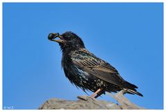 ---- Star nach erfolgreicher Futtersuche ---- ( Sturnus vulgaris )