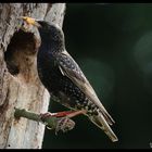 - Star noch mal an seiner Bruthöhle - ( Sturnus vularis )