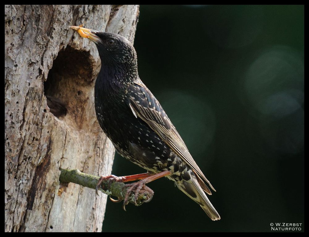 - Star noch mal an seiner Bruthöhle - ( Sturnus vularis )