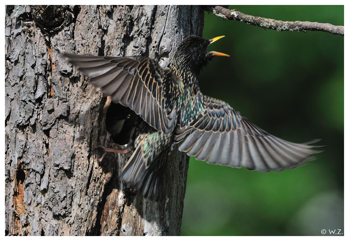 ---- Star Nr. 10 ---- ( Sturnus vulgaris )