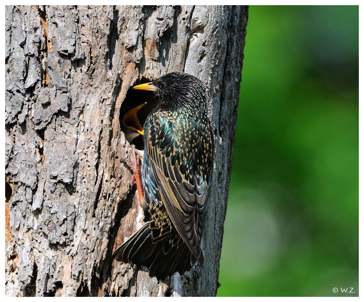 ---- Star Nr. 11 ---- ( Sturnus vulgaris )