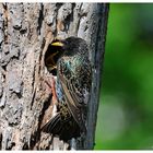 ---- Star Nr. 11 ---- ( Sturnus vulgaris )