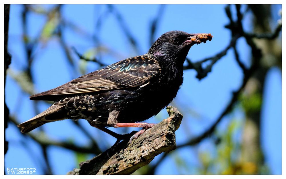 - Star Nr. 2 mit Nachschub - ( Sturnus vulgaris )