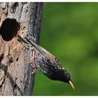 ---- Star Nr. 2 ---- ( Sturnus vulgaris )