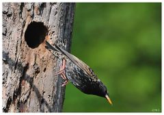 ---- Star Nr. 2 ---- ( Sturnus vulgaris )