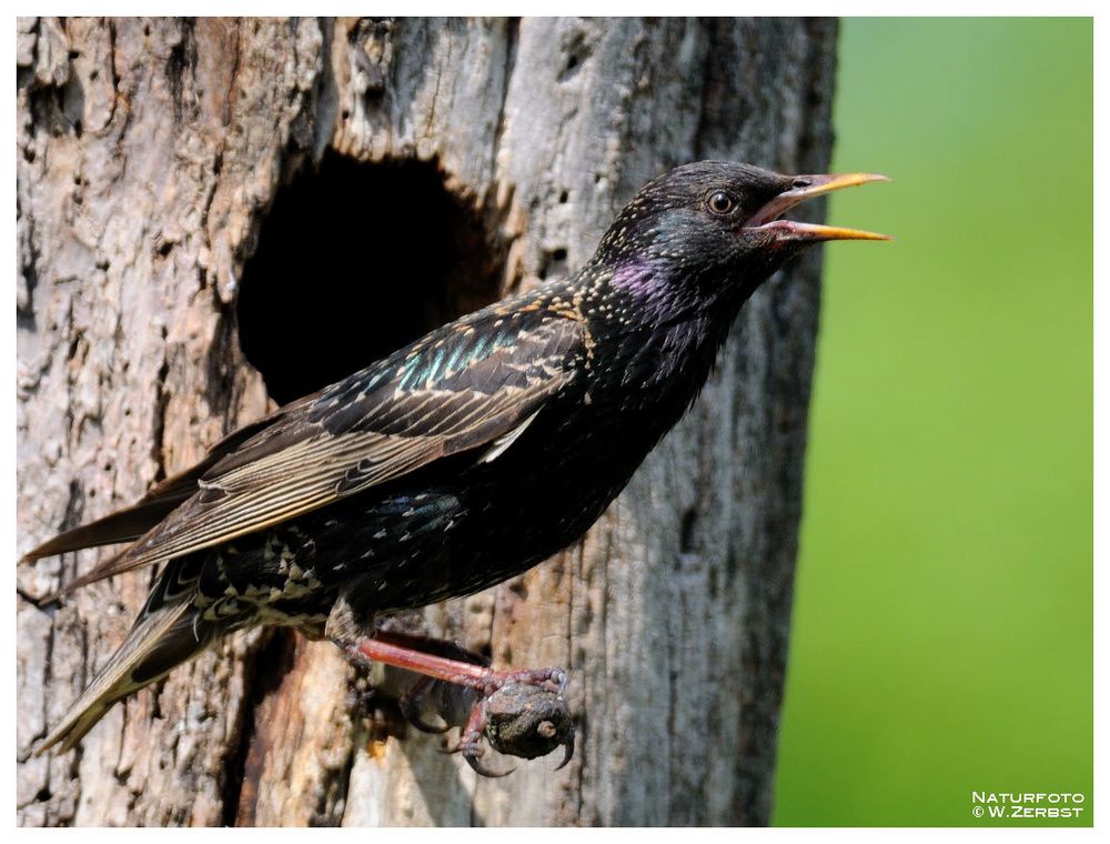 - Star Nr. 3 - ( Sturnus vulgaris )