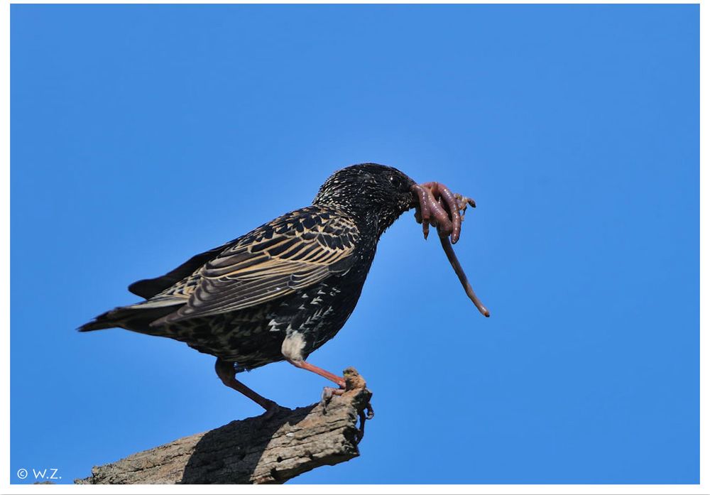 ---- Star Nr. 6. ---- ( Sturnus vulgaris )