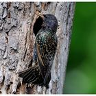 ---- Star Nr. 7 ---- (Sturnus vulgaris )