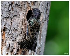 ---- Star Nr. 7 ---- (Sturnus vulgaris )