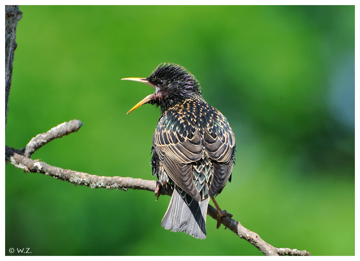 ---- Star Nr. 8 ---- ( Sturnus vulgaris )