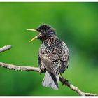 ---- Star Nr. 8 ---- ( Sturnus vulgaris )