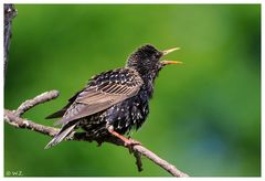 ---- Star  Nr.5. ---- ( Sturnus vulgaris )