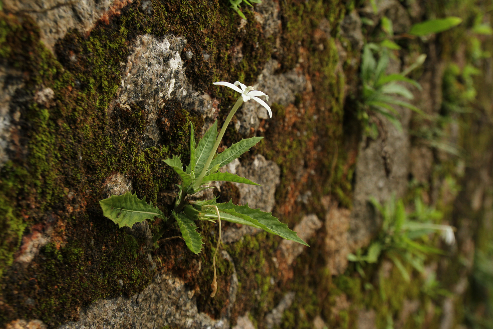 Star of Bethlehem