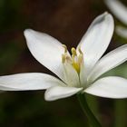 Star of Bethlehem (Doldiger Milchstern)