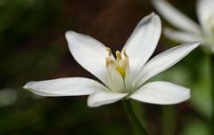 Star of Bethlehem (Doldiger Milchstern)