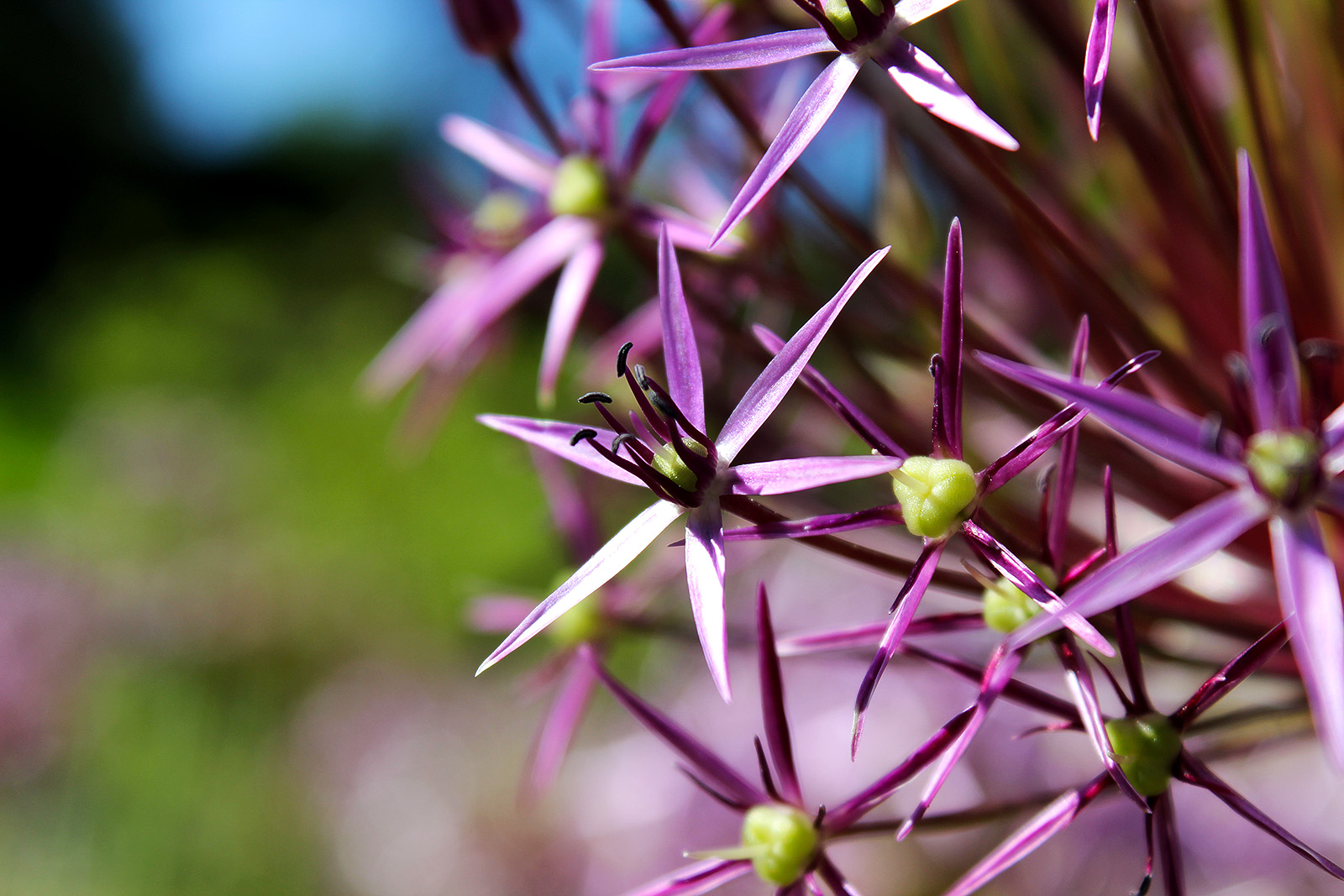 Star of Persia - Allium christophii