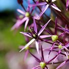 Star of Persia - Allium christophii