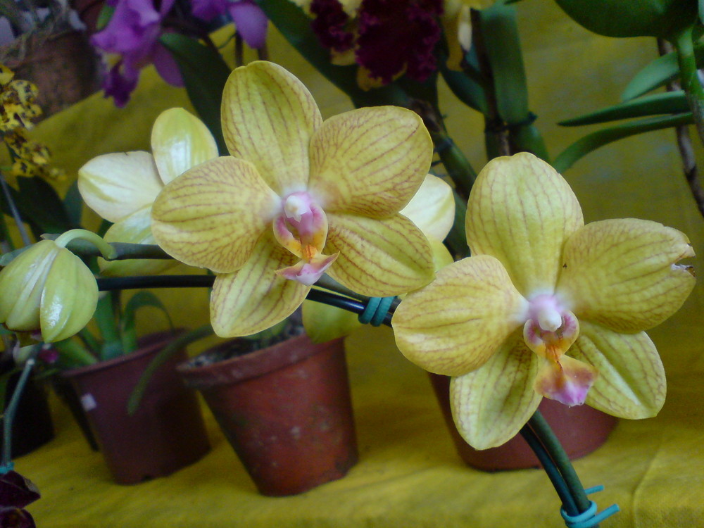 Star Orchid (Orquídea estrela)