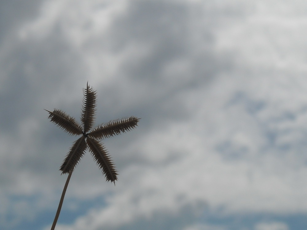 Star Plant in the Sky