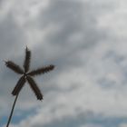 Star Plant in the Sky