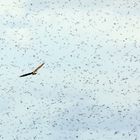 Star Squadron Mallorca One Against Marsh Harrier