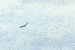 Star Squadron Mallorca One Against Marsh Harrier